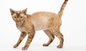 Devon Rex w schronisku: jak pomóc chorym kotom w Bytomiu