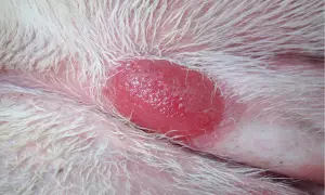 Obrzęknięta, czerwona zmiana skórna u kota, przypominająca mastocytoma. Widać białe futro i różową skórę.