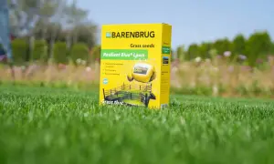 Żółte opakowanie nasion trawy Barenbrug Resilient Blue Lawn na tle zielonej trawy. Idealne dla trawników, które walczą o przetrwanie.