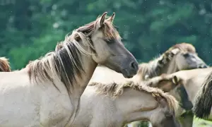 Stado koni, w tym młody zrebak, pasie się na łące.