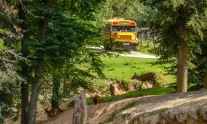 Park Linowy Skarbka Bałtów: Trasy, Ceny, Bezpieczeństwo. Planujesz?