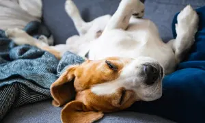 Ein Hund in entspannter Schlafposition liegt auf dem Rücken, Pfoten in der Luft. Er träumt süß auf einer Decke.