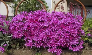 Ein Teppich aus pinken Phloxblüten bedeckt den Boden. Der ideale **Phlox Standort** ist sonnig, um diese Blütenpracht zu ermöglichen.