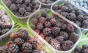 Frische Brombeeren in Plastikschalen. Darf Hund Brombeeren essen? Ja, in Maßen sind sie ein gesunder Snack für Hunde.