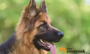 Portret owczarka staroniemieckiego wilczastego z językiem na wierzchu, w tle zielone liście.