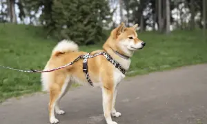 Uroczy shiba inu pies w ozdobnej obroży i smyczy stoi na ścieżce w parku, otoczony zielenią.