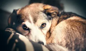 Perro mestizo de pelaje marrón y blanco, con ojos tristes. Parece cansado, quizás mi perro jadea mucho por la noche y por eso descansa así.