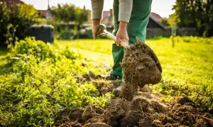 Osoba w zielonych spodniach kopie łopatą bogatą ziemię kompostową, przygotowując ogród do sadzenia.