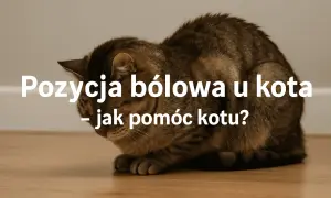 Kot w pozycji bólowej, może to być objaw zapalenia jelit. Jak pomóc kotu?