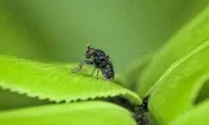 Koniec z meszkami w ogrodzie! Sprawdzone metody i prewencja