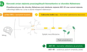 Schemat przedstawia zmiany białka tau i amyloidu w chorobie Alzheimera. Wzrost p-tau (181) i całkowitego białka tau wskazuje na uszkodzenie neuronów.