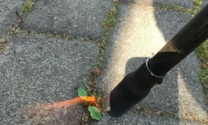 Verktyg används för att rensa mellan plattor. En liten planta med gröna blad syns, omgiven av grus och sprickor i stenläggningen.