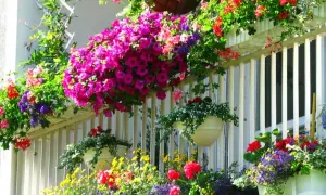 Kolorowe kwiaty na balkon wschodni: fuksjowe petunie, czerwone pelargonie i żółte lobelie tworzą barwną kaskadę.