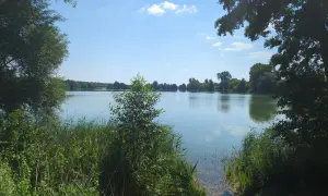 Spokojne żnin jezioro otoczone zielenią drzew i trzcin, z błękitnym niebem i białymi chmurami odbijającymi się w wodzie.