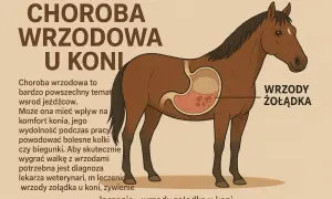 Ilustracja przedstawia konia z widocznym żołądkiem, na którym zaznaczone są wrzody. Choroba wrzodowa u koni wpływa na komfort i wydolność zwierzęcia.