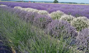 Pola lawendy w różnych odcieniach fioletu i bieli. Widać kolejne etapy uprawy lawendy krok po kroku, od zielonych pędów po kwitnące krzewy.