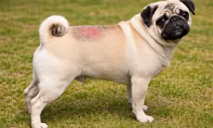 Mops z zaczerwienionym, swędzącym miejscem na grzbiecie, które wygląda jak pokrzywka u psa.