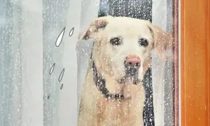 Ein Hund schaut traurig durch ein regennasses Fenster. Er hat keine Lust, bei diesem Wetter rauszugehen.