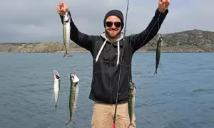 Glücklicher Angler hält mehrere Makrelen aus Norwegen in die Kamera.