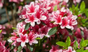 Jak długo kwitnie rododendron? Czas trwania kwitnienia i porady