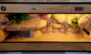Ile kosztuje terrarium dla żółwia? Ceny, które zaskoczą każdego