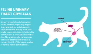 Diagram showing feline urinary tract crystals forming in a cat's bladder and kidneys due to excess minerals in urine.