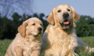 Jak rośnie Golden Retriever? Przewodnik po wadze i etapach