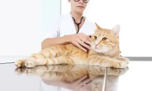 Kiedy z kotem do weterynarza? Rozpoznaj objawy i harmonogram wizyt