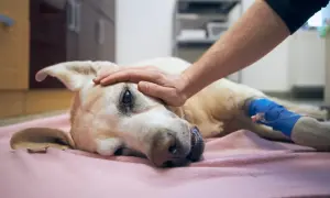 Pies leżący na różowym kocu, z ręką głaszczącą jego głowę, z bandażem na łapie.