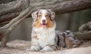 Ein wunderschöner australian shepherd in beige und braun liegt entspannt unter einem Baumstamm.