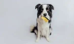 Cena Border Collie: Ile kosztuje szczeniak i utrzymanie w Polsce?