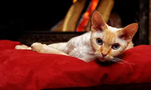 Dorosły Devon Rex: Cechy, pielęgnacja i zdrowie kota rasy Devon Rex