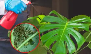 Osoba w niebieskich rękawiczkach opryskuje monsterę, na której liściach widać skupiska wciornastków.