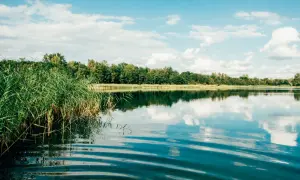 Grüne Schilfhalme am Ufer eines Sees, der die bewölkte blaue Himmel und den Wald spiegelt. Ein idyllischer Ort für Badeseen Leipzig.