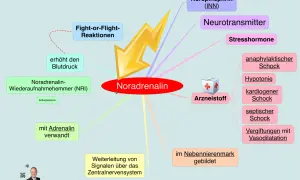 Noradrenalin: Neurotransmitter, Stresshormon, löst Fight-or-Flight aus, erhöht Blutdruck. Seine Wirkung auf die Psyche ist komplex.