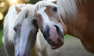 Dwa konie zbliżają pyszczki, jakby uczyły się, jak się maluje konie. Słońce rozświetla ich grzywy.