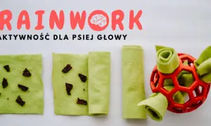 Zabawka sensoryczna dla psa – jak wspierać rozwój i zabawę?