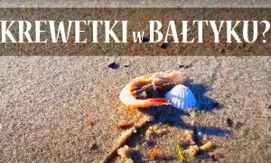 Czy w Bałtyku są krewetki? Odkryj ich gatunki i ekologię