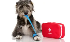 A scruffy dog with a blue bandage in its mouth and on its paw lies next to a red first aid kit. This image might remind you of bloat symptoms in dogs.