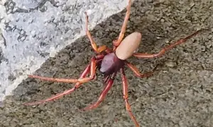 Czy pająki jedzą komary? Odkryj ich rolę w walce z insektami