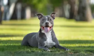 Ein glücklicher Stafford Terrier liegt im Gras, die Zunge hängt heraus.