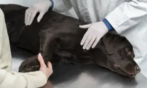Weterynarz bada ciemnobrązowego psa, który leży na stole. Widać niedowład tylnych łap u starego psa, co budzi zmartwienie właścicielki.