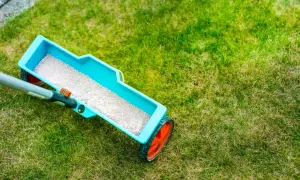 Siewnik z nawozem, który zawiera mikroelementy, rozsypuje granulki na trawniku, dbając o jego zdrowy wygląd.