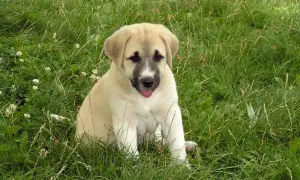Ein süßer Welpe, ein zukünftiger **anatolischer Hirtenhund**, sitzt im grünen Gras und schaut neugierig in die Kamera.