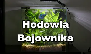 Bojownik w kuli ile żyje? W akwarium z roślinami pływa piękny, błękitno-czerwony bojownik.