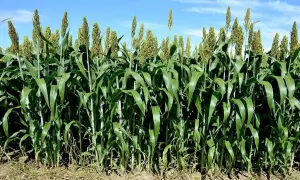 Gęste, zielone łodygi sorgo na poplon, z widocznymi wiechami, na tle błękitnego nieba z chmurami.