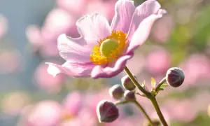 Eine zarte, rosafarbene Herbst-Anemone mit gelbem Blütenzentrum und Knospen im Gegenlicht.