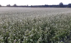 Pole kwitnącej gryki z białymi kwiatami na tle drzew.