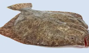 Ein ganzer Steinbutt, bereit für die Zubereitung. Sein feiner Geschmack macht ihn zu einer Delikatesse.