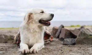 Golden Retriever agresywny? Poznaj prawdę i sekrety wychowania